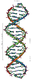 DNA Overview.png